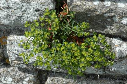 Fotografia da espécie Euphorbia portlandica