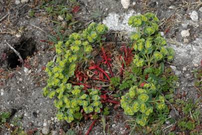 Fotografia da espécie Euphorbia portlandica