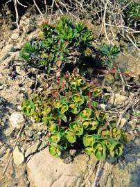 Fotografia da espécie Euphorbia portlandica