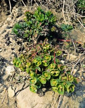 Fotografia 10 da espécie Euphorbia portlandica no Jardim Botânico UTAD