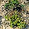 Fotografia 10 da espécie Euphorbia portlandica do Jardim Botânico UTAD