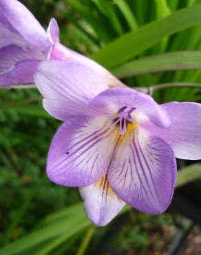 Fotografia 4 da espécie Freesia refracta no Jardim Botânico UTAD