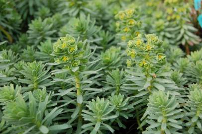 Fotografia da espécie Euphorbia portlandica