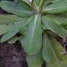 Fotografia 2 da espécie Gnaphalium coarctatum do Jardim Botânico UTAD