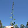 Fotografia 3 da espécie Gnaphalium coarctatum do Jardim Botânico UTAD