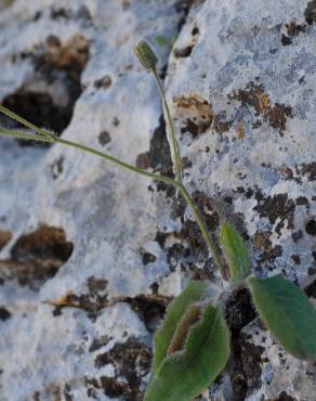 Fotografia 2 da espécie Hieracium schmidtii no Jardim Botânico UTAD