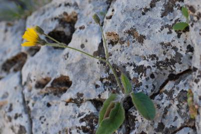 Fotografia da espécie Hieracium schmidtii