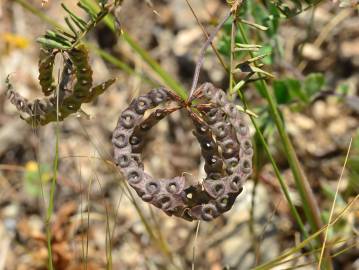 Fotografia da espécie Hippocrepis multisiliquosa