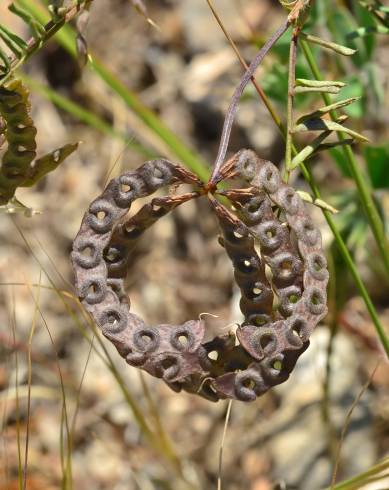 Fotografia de capa Hippocrepis multisiliquosa - do Jardim Botânico