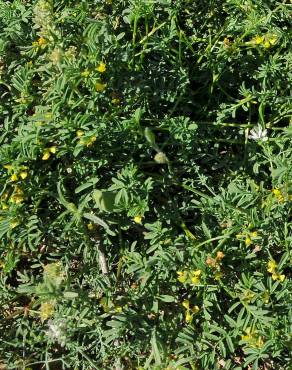 Fotografia 4 da espécie Hippocrepis multisiliquosa no Jardim Botânico UTAD