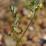 Fotografia 5 da espécie Hippocrepis multisiliquosa do Jardim Botânico UTAD