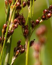 Fotografia da espécie Juncus compressus