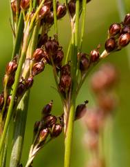 Juncus compressus