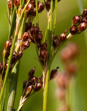 Fotografia 1 da espécie Juncus compressus no Jardim Botânico UTAD