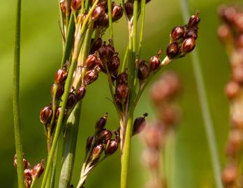 Fotografia da espécie Juncus compressus