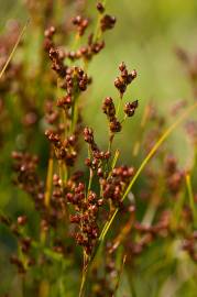 Fotografia da espécie Juncus compressus