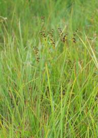 Fotografia da espécie Juncus compressus