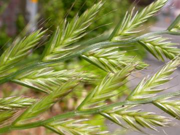 Fotografia da espécie Lolium multiflorum