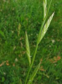 Fotografia da espécie Lolium multiflorum