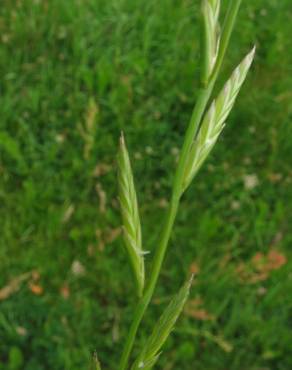 Fotografia 9 da espécie Lolium multiflorum no Jardim Botânico UTAD