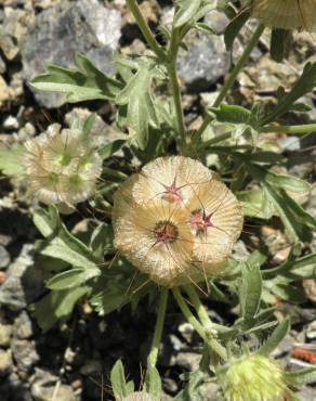 Fotografia 2 da espécie Lomelosia stellata no Jardim Botânico UTAD
