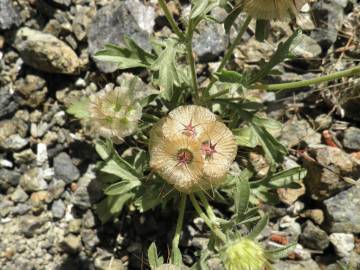 Fotografia da espécie Lomelosia stellata