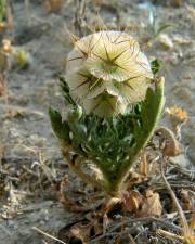 Fotografia da espécie Lomelosia stellata