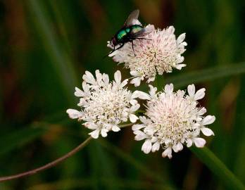 Fotografia da espécie Oenanthe fistulosa