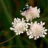 Fotografia 3 da espécie Oenanthe fistulosa do Jardim Botânico UTAD