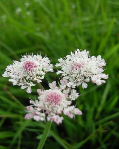 Fotografia de capa Oenanthe fistulosa - do Jardim Botânico