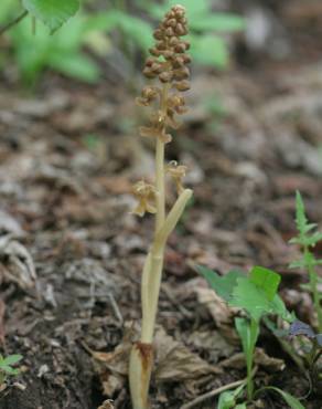 Fotografia 6 da espécie Neottia nidus-avis no Jardim Botânico UTAD