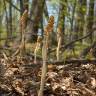 Fotografia 9 da espécie Neottia nidus-avis do Jardim Botânico UTAD