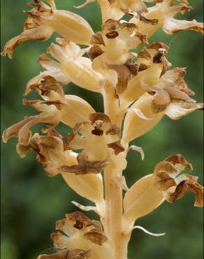 Fotografia 11 da espécie Neottia nidus-avis no Jardim Botânico UTAD