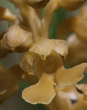 Fotografia 12 da espécie Neottia nidus-avis no Jardim Botânico UTAD