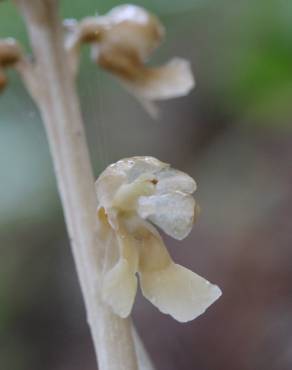 Fotografia 14 da espécie Neottia nidus-avis no Jardim Botânico UTAD