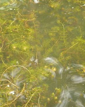 Fotografia 3 da espécie Myriophyllum spicatum no Jardim Botânico UTAD