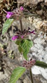 Fotografia da espécie Clinopodium vulgare