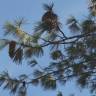 Fotografia 6 da espécie Pinus strobus do Jardim Botânico UTAD