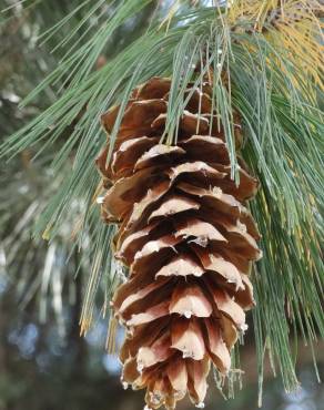Fotografia 7 da espécie Pinus strobus no Jardim Botânico UTAD