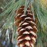 Fotografia 7 da espécie Pinus strobus do Jardim Botânico UTAD