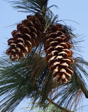 Fotografia 8 da espécie Pinus strobus no Jardim Botânico UTAD
