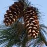Fotografia 8 da espécie Pinus strobus do Jardim Botânico UTAD