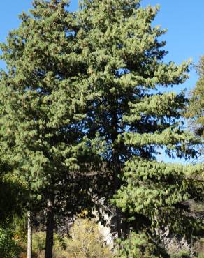 Fotografia 9 da espécie Pinus strobus no Jardim Botânico UTAD
