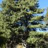 Fotografia 9 da espécie Pinus strobus do Jardim Botânico UTAD