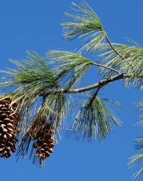Fotografia 10 da espécie Pinus strobus no Jardim Botânico UTAD