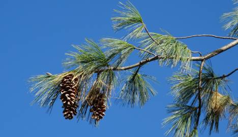 Fotografia da espécie Pinus strobus