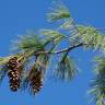 Fotografia 10 da espécie Pinus strobus do Jardim Botânico UTAD