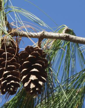 Fotografia 11 da espécie Pinus strobus no Jardim Botânico UTAD