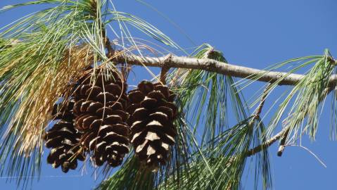 Fotografia da espécie Pinus strobus