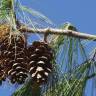 Fotografia 11 da espécie Pinus strobus do Jardim Botânico UTAD